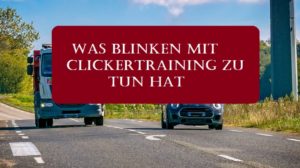 Read more about the article Was Blinken mit Clickertraining zu tun hat