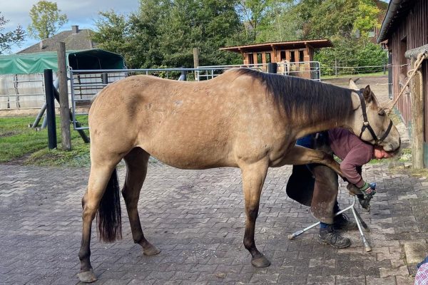 WhatsApp Image 2026-01-25 at 18.52.25